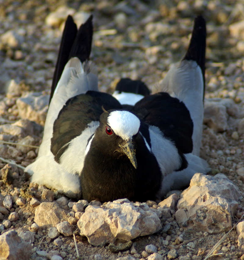 Blacksmith Lapwing (Vanellus armatus) nesting in a road in Kenya; DISPLAY FULL IMAGE.