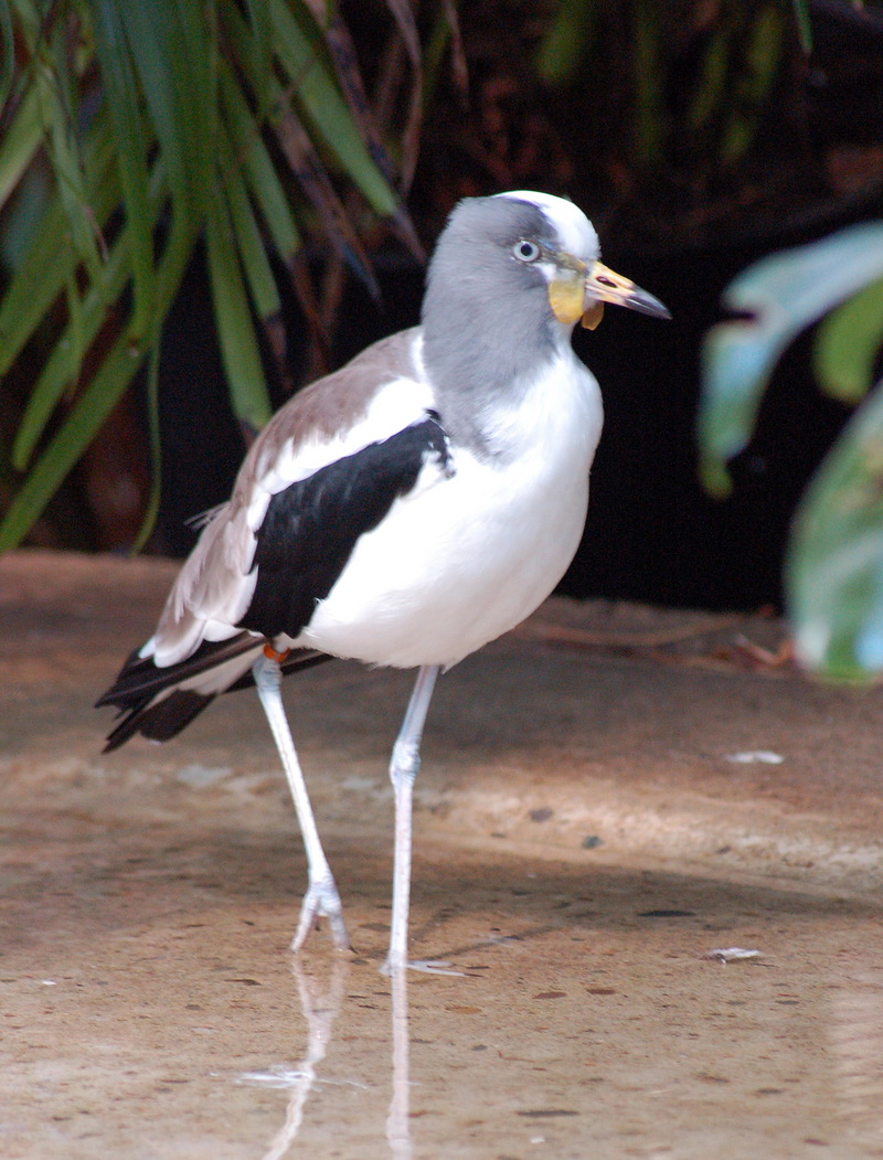 White-headed Plover (Vanellus albiceps) - Wiki; DISPLAY FULL IMAGE.