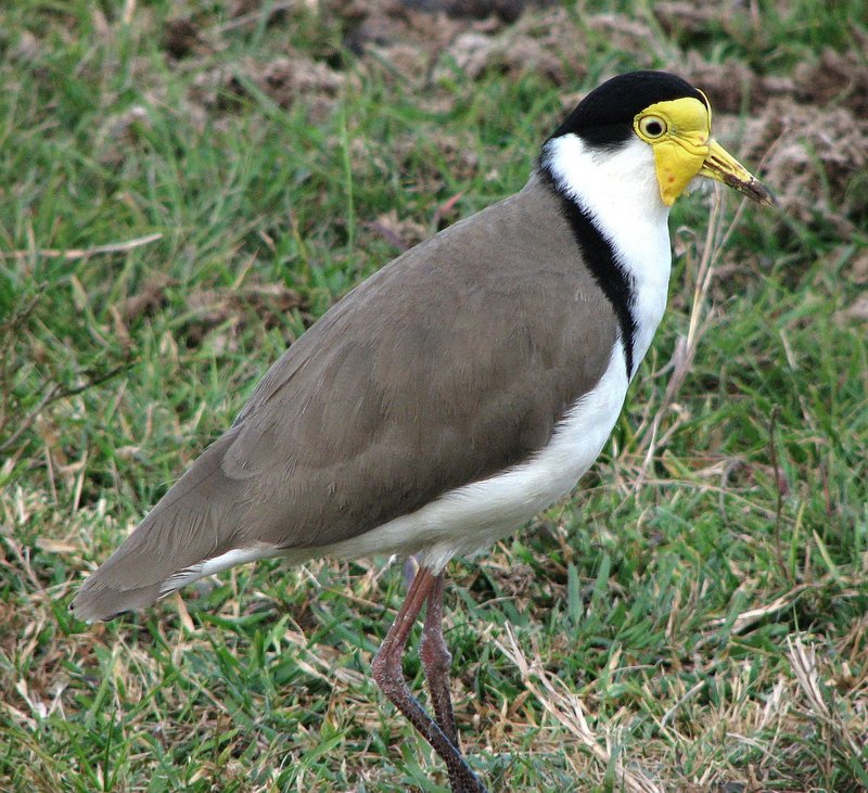 Masked Lapwing (Vanellus miles), Queensland, Australia.; DISPLAY FULL IMAGE.