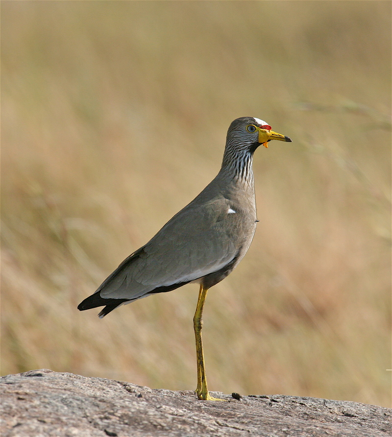 Senegal Wattled Plover (Vanellus senegallus) - Wiki; DISPLAY FULL IMAGE.