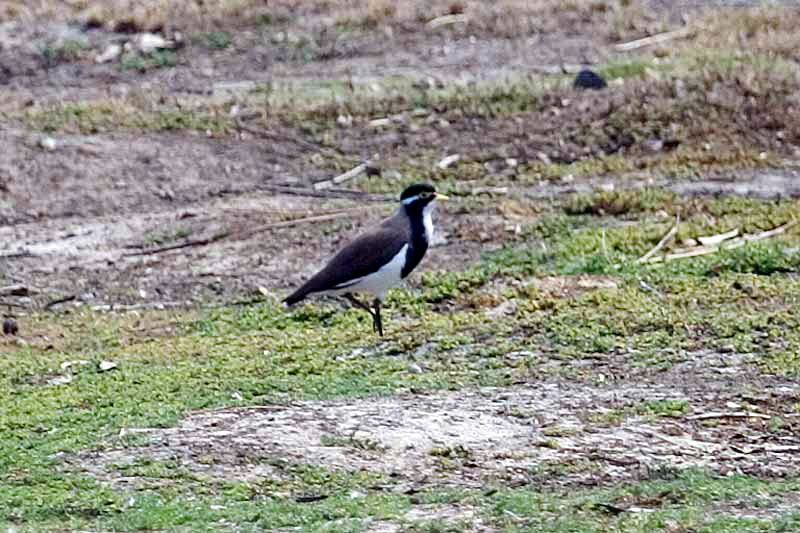 Banded Lapwing (Vanellus tricolor) - Wiki; DISPLAY FULL IMAGE.