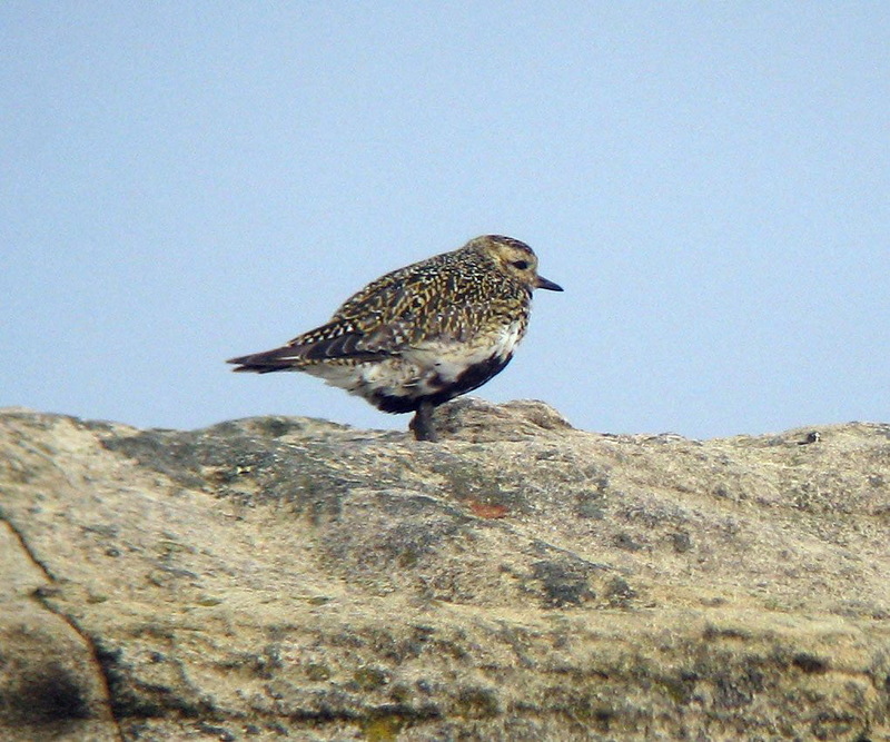 Eurasian Golden Plover (Pluvialis apricaria) - Wiki; DISPLAY FULL IMAGE.