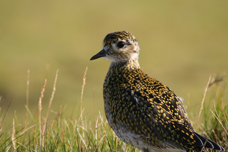 Eurasian Golden Plover (Pluvialis apricaria) on Iceland; DISPLAY FULL IMAGE.