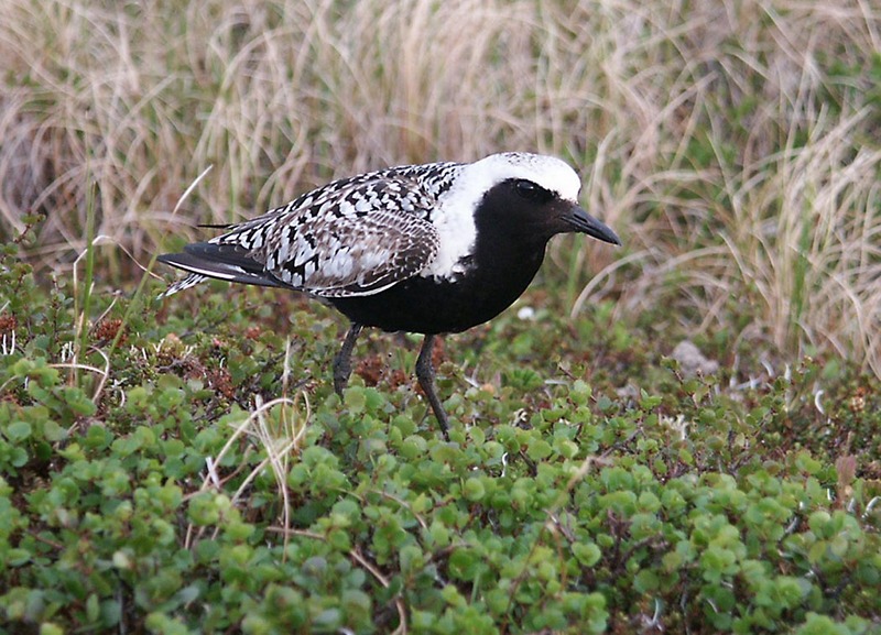 Grey Plover (Pluvialis squatarola) - Wiki; DISPLAY FULL IMAGE.