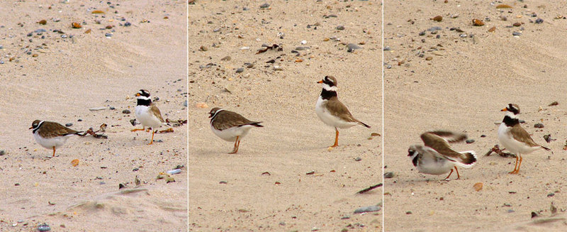 Ringed Plover (Charadrius hiaticula) Mating; DISPLAY FULL IMAGE.