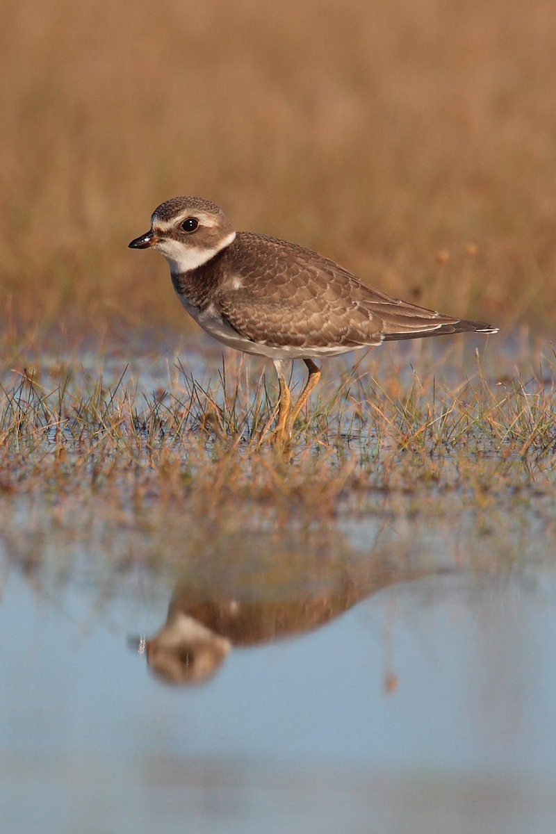 Semipalmated Plover (Charadrius semipalmatus) - Wiki; DISPLAY FULL IMAGE.