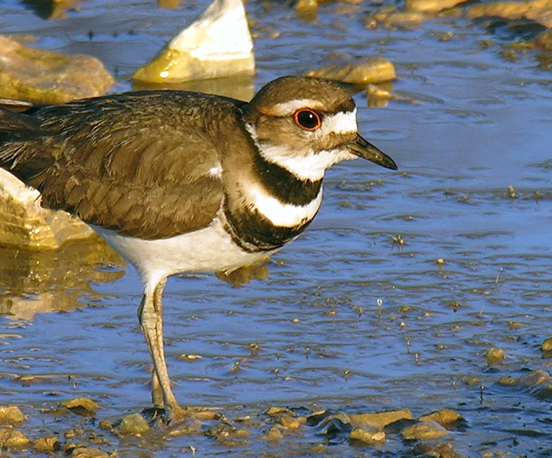 Killdeer (Charadrius vociferus) - Wiki; DISPLAY FULL IMAGE.