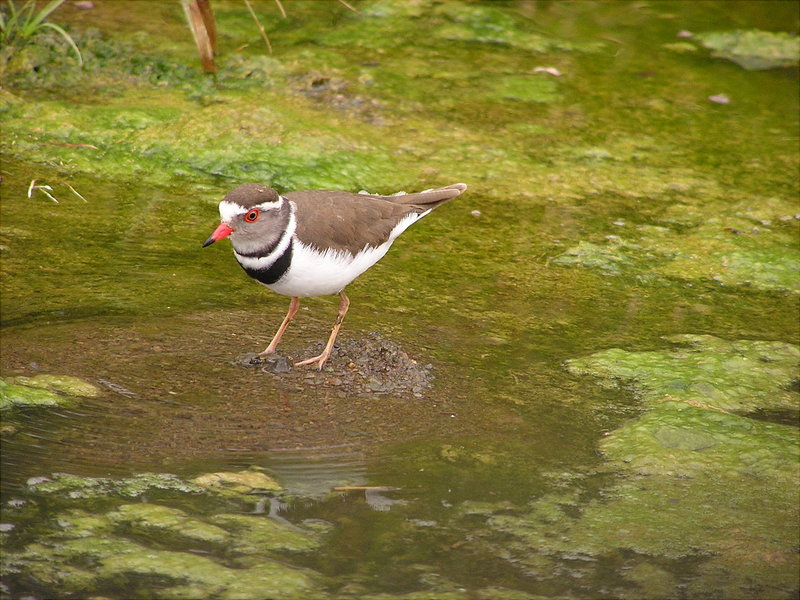 Three-banded Plover (Charadrius tricollaris) - Wiki; DISPLAY FULL IMAGE.