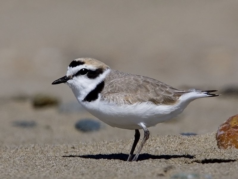 Kentish Plover (Charadrius alexandrinus) - Wiki; DISPLAY FULL IMAGE.