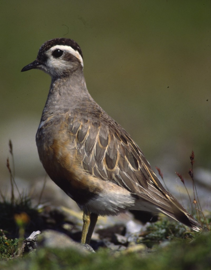 Eurasian Dotterel (Charadrius morinellus) male; DISPLAY FULL IMAGE.