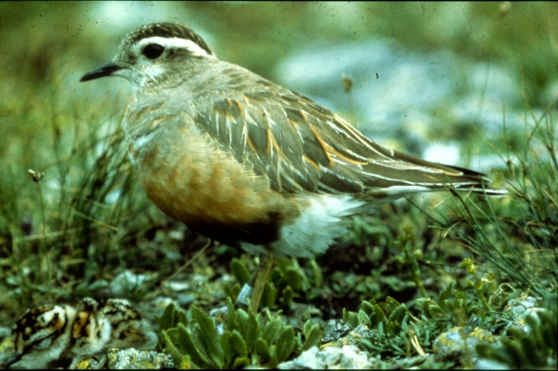 Eurasian Dotterel (Charadrius morinellus) male with chicks; DISPLAY FULL IMAGE.