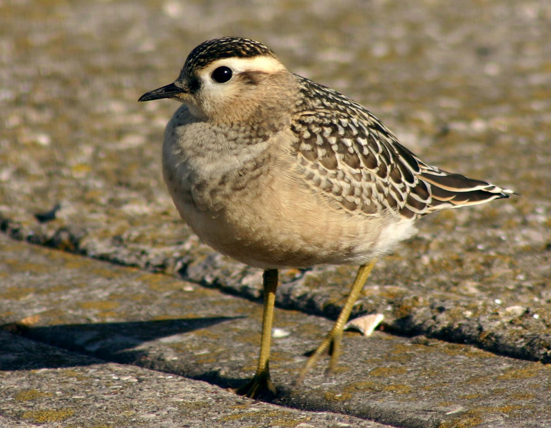 Eurasian Dotterel (Charadrius morinellus) juvenile; DISPLAY FULL IMAGE.