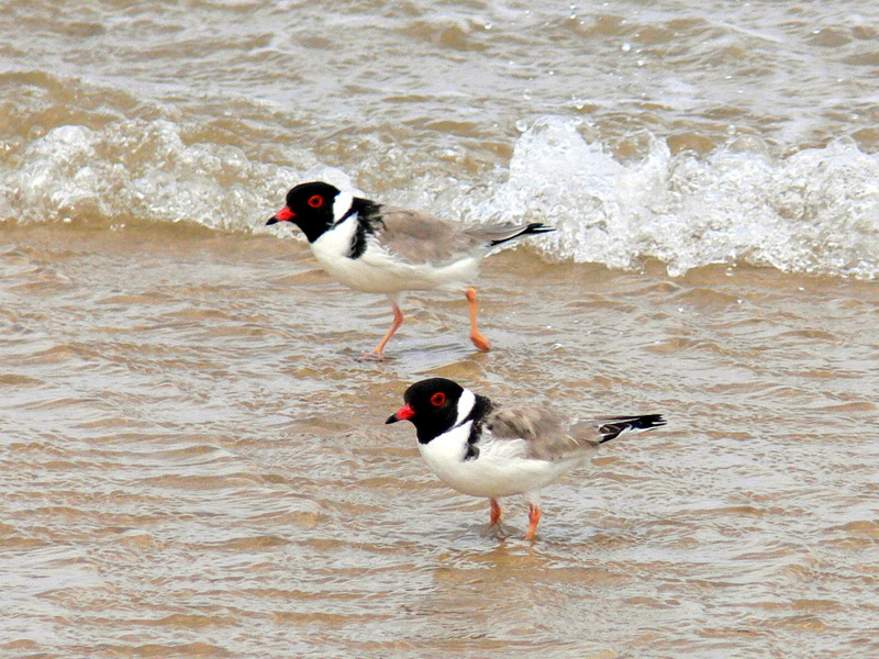 Hooded Plover (Thinornis rubricollis) - Wiki; DISPLAY FULL IMAGE.