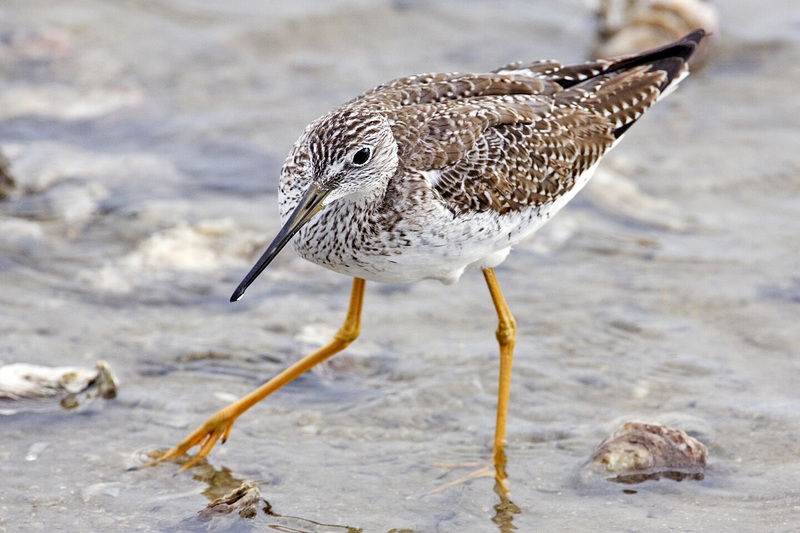 Lesser Yellowlegs (Tringa flavipes) - Wiki; DISPLAY FULL IMAGE.