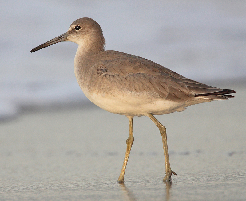 Willet (Tringa semipalmata) - Wiki; DISPLAY FULL IMAGE.