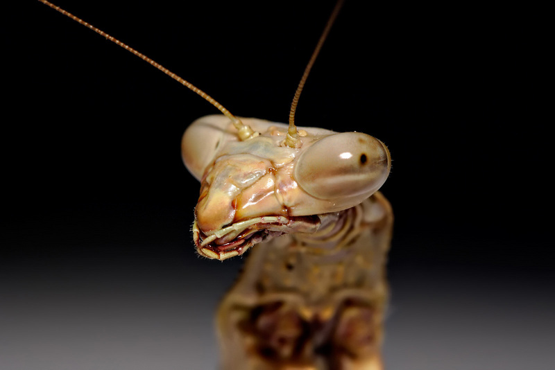 Praying Mantis (Order: Mantodea) - Wiki; DISPLAY FULL IMAGE.