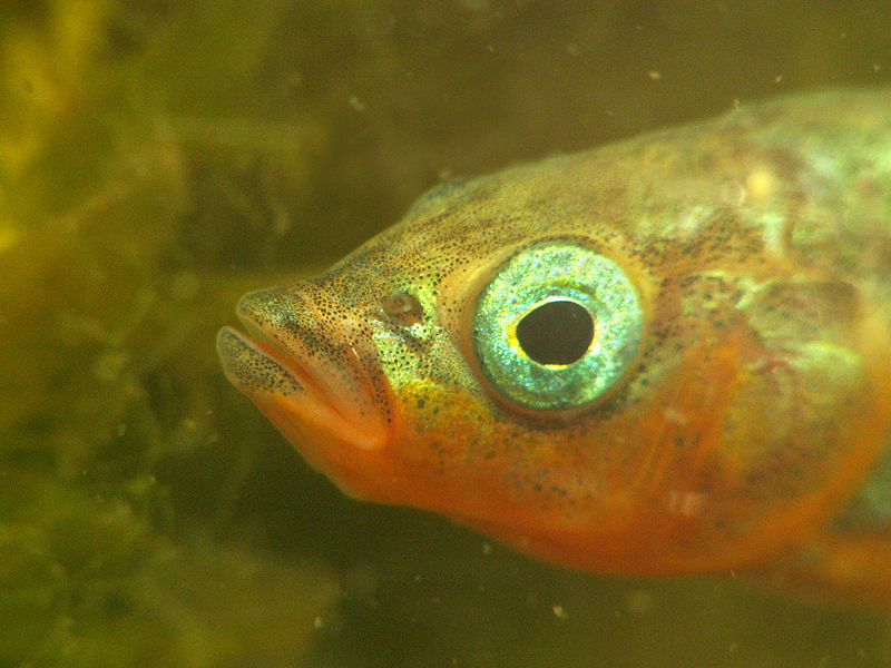 Three-spined Stickleback (Gasterosteus aculeatus) - Wiki; DISPLAY FULL IMAGE.