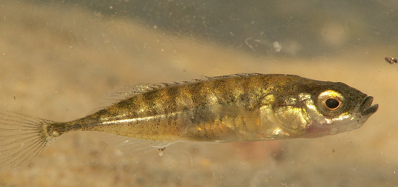 Nine-spined Stickleback (Pungitius pungitius) - Wiki; DISPLAY FULL IMAGE.