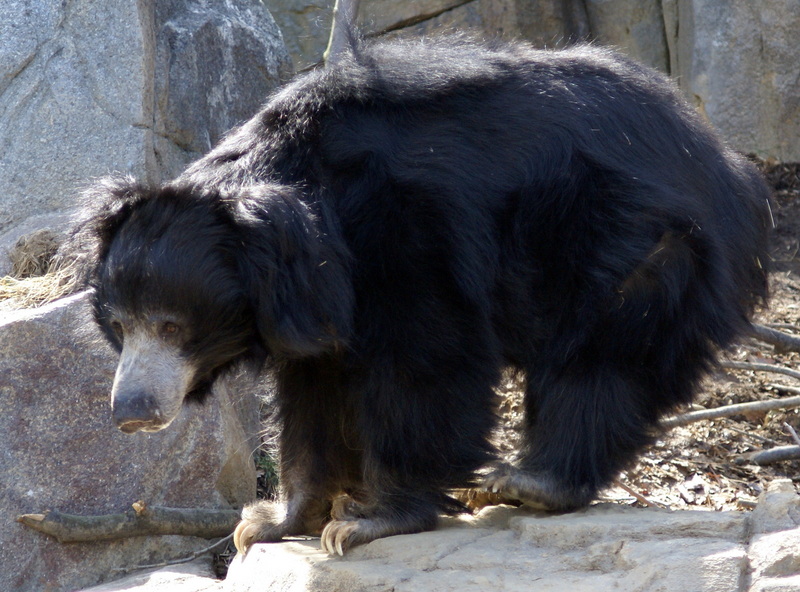 Sloth Bear (Melursus ursinus) - Wiki; DISPLAY FULL IMAGE.