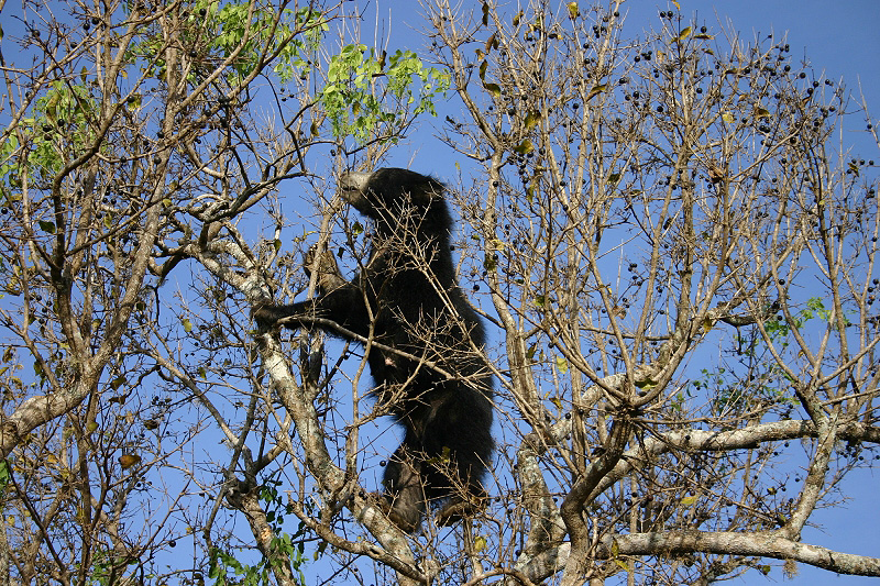 Sloth Bear (Melursus ursinus), Sri Lanka; DISPLAY FULL IMAGE.
