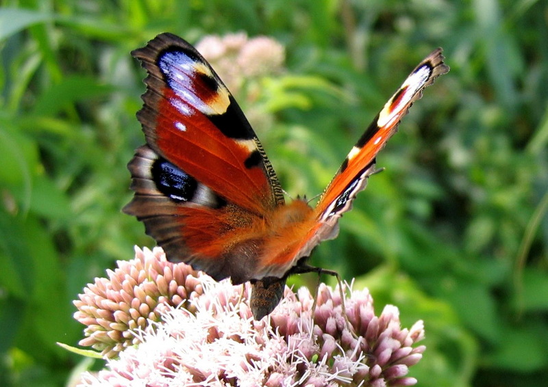 Peacock Butterfly (Inachis io) - Wiki; DISPLAY FULL IMAGE.