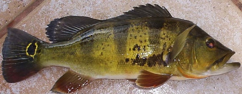 Peacock Bass (Family: Cichlidae, Genus: Cichla) - Wiki; DISPLAY FULL IMAGE.