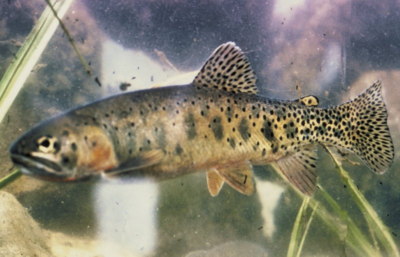 Cutthroat Trout (Oncorhynchus clarki) - Wiki; DISPLAY FULL IMAGE.