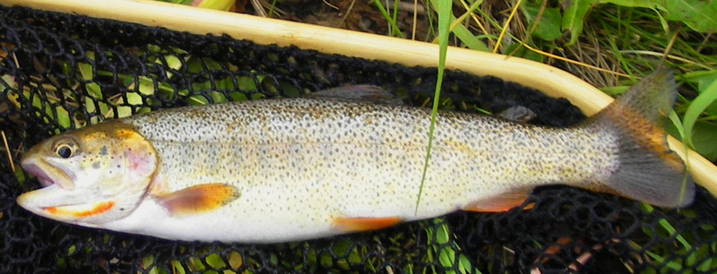 Snake River Fine-spotted Cutthroat Trout (Oncorhynchus clarki behnkei) - Wiki; DISPLAY FULL IMAGE.