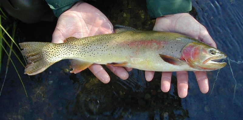 Yellowstone Cutthroat Trout (Oncorhynchus clarki bouvieri) - Wiki; DISPLAY FULL IMAGE.