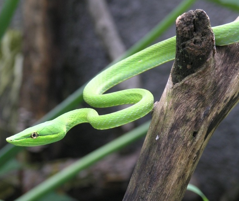 Green Vine Snake (Oxybelis fulgidus) - Wiki; DISPLAY FULL IMAGE.