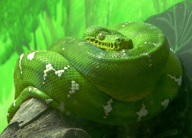 Emerald Tree Boa (Corallus caninus) - Wiki; DISPLAY FULL IMAGE.