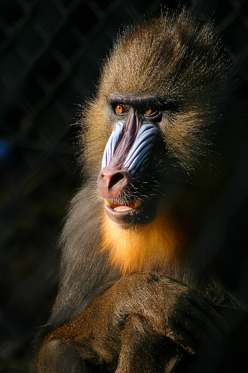 Mandrill (Mandrillus sphinx) - Wiki; DISPLAY FULL IMAGE.