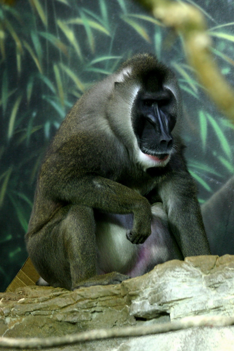 Drill (Mandrillus leucophaeus) - Wiki; DISPLAY FULL IMAGE.