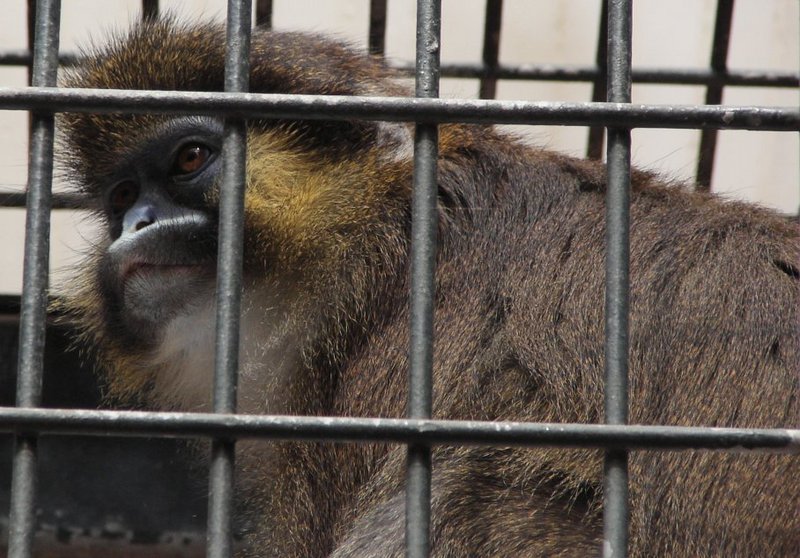 Moustached Guenon (Cercopithecus cephus) - Wiki; DISPLAY FULL IMAGE.