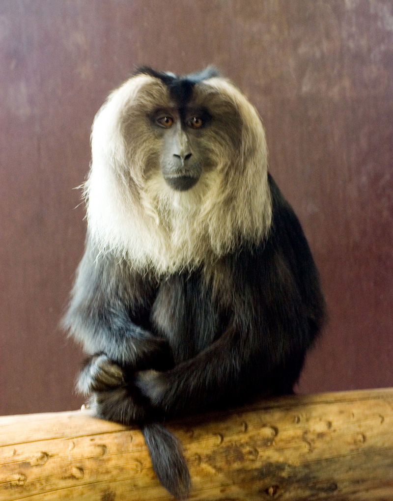 Lion-tailed Macaque (Macaca silenus) - Wiki; DISPLAY FULL IMAGE.