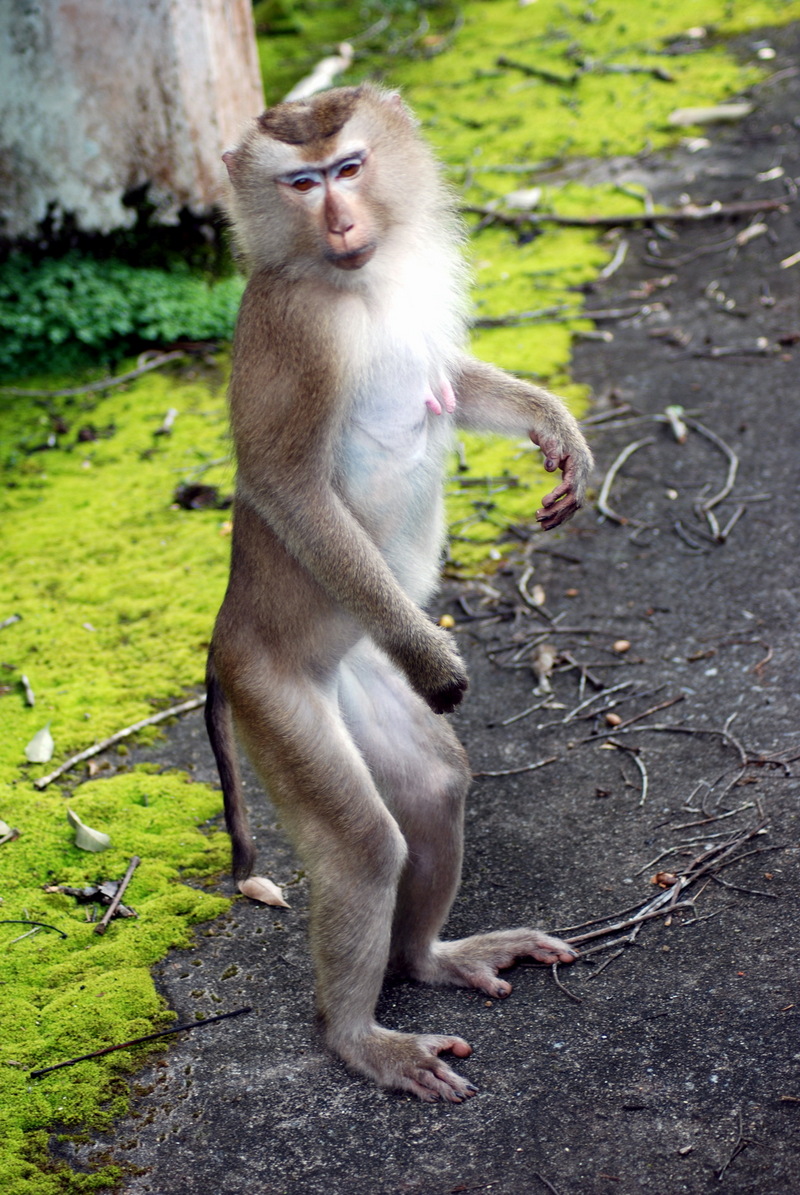 Northern Pig-tailed Macaque (Macaca leonina) in Khao Yai National Park, Thailand; DISPLAY FULL IMAGE.
