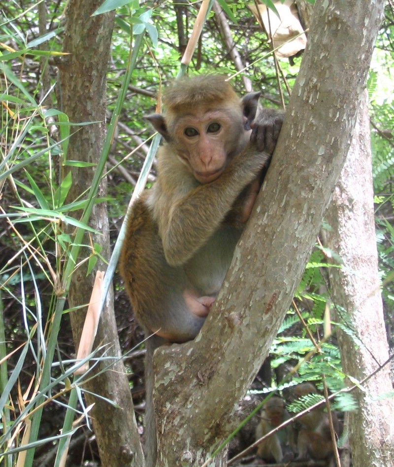 Toque Macaque (Macaca sinica) - Wiki; DISPLAY FULL IMAGE.
