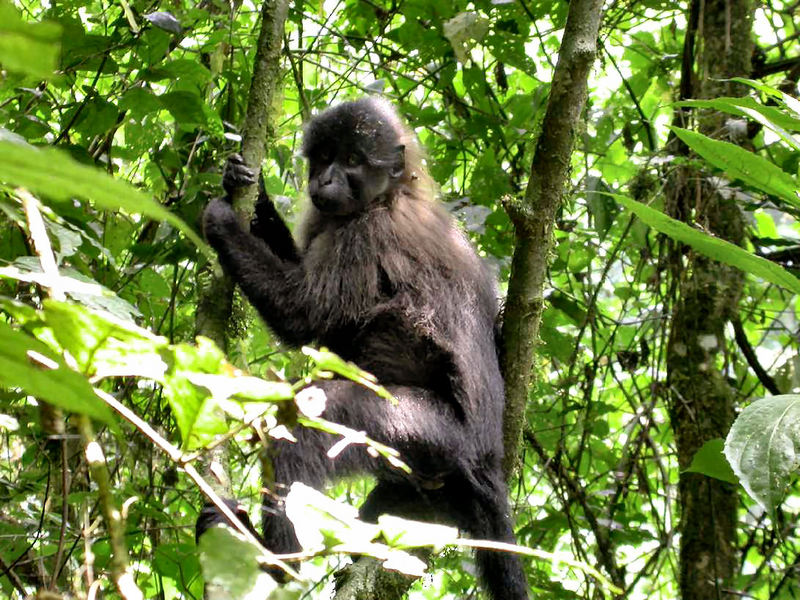 Grey-cheeked Mangabey (Lophocebus albigena) - Wiki; DISPLAY FULL IMAGE.