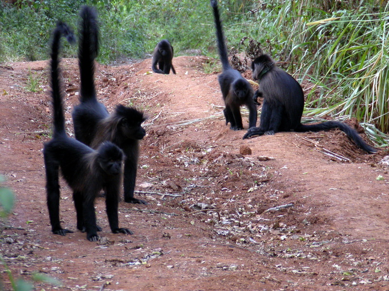 Grey-cheeked Mangabey (Lophocebus albigena) troop; DISPLAY FULL IMAGE.