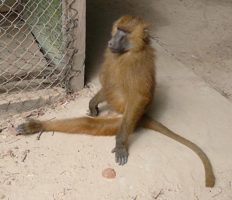 Guinea Baboon (Papio papio) - Wiki; DISPLAY FULL IMAGE.