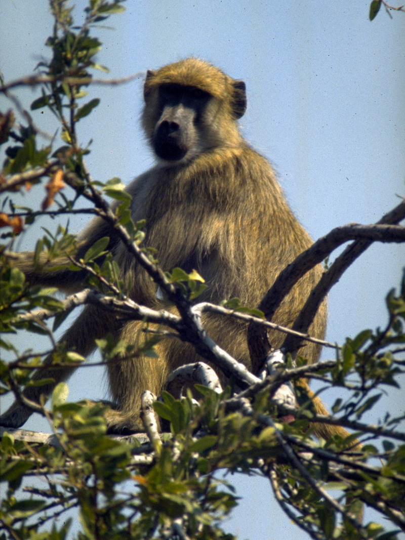 Chacma Baboon (Papio ursinus) - Wiki; DISPLAY FULL IMAGE.