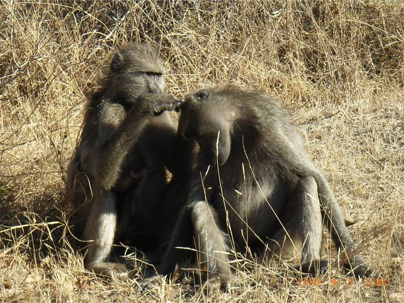 Chacma Baboon (Papio ursinus) grooming; DISPLAY FULL IMAGE.