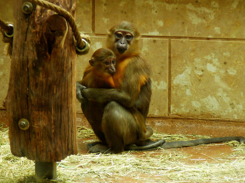 Golden-bellied Mangabey (Cercocebus chrysogaster) - Wiki; DISPLAY FULL IMAGE.