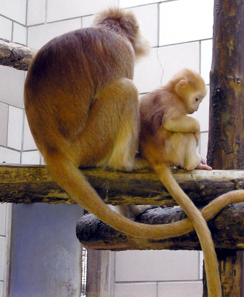 Javan Lutung or Ebony Langur (Trachypithecus auratus); DISPLAY FULL IMAGE.