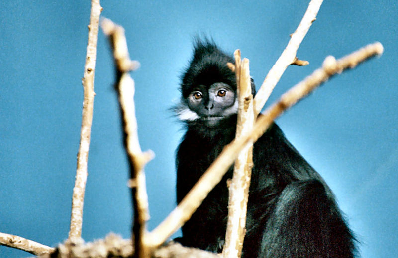 Francois' Langur (Trachypithecus francoisi) - Wiki; DISPLAY FULL IMAGE.