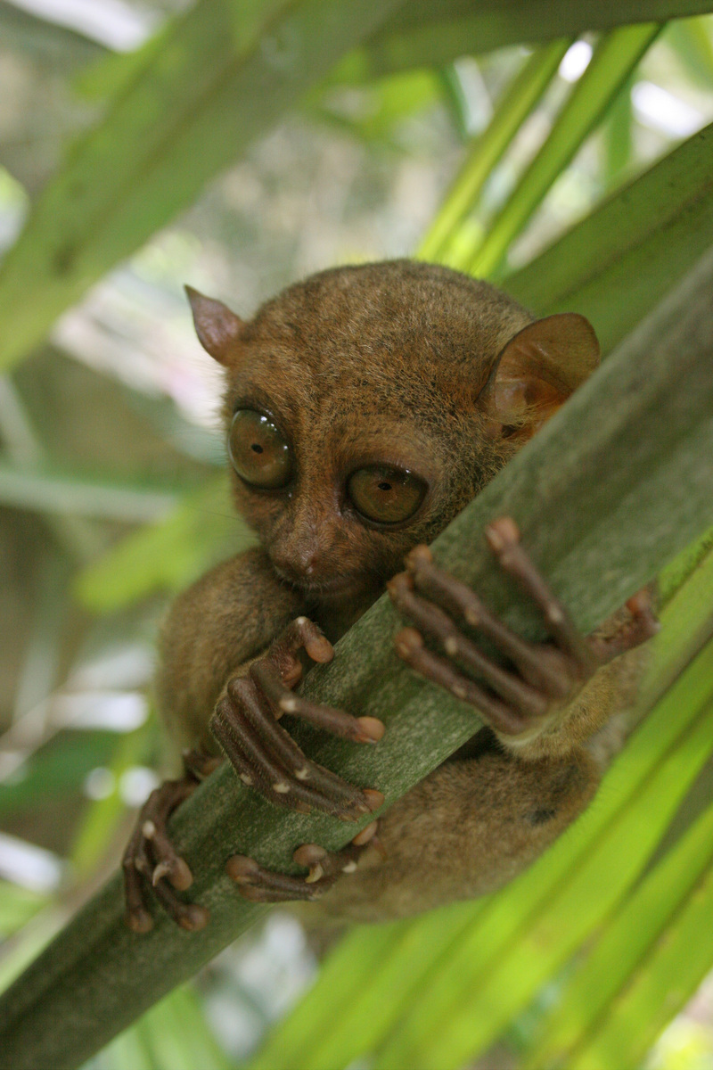 Philippine Tarsier (Tarsius syrichta) - Wiki; DISPLAY FULL IMAGE.