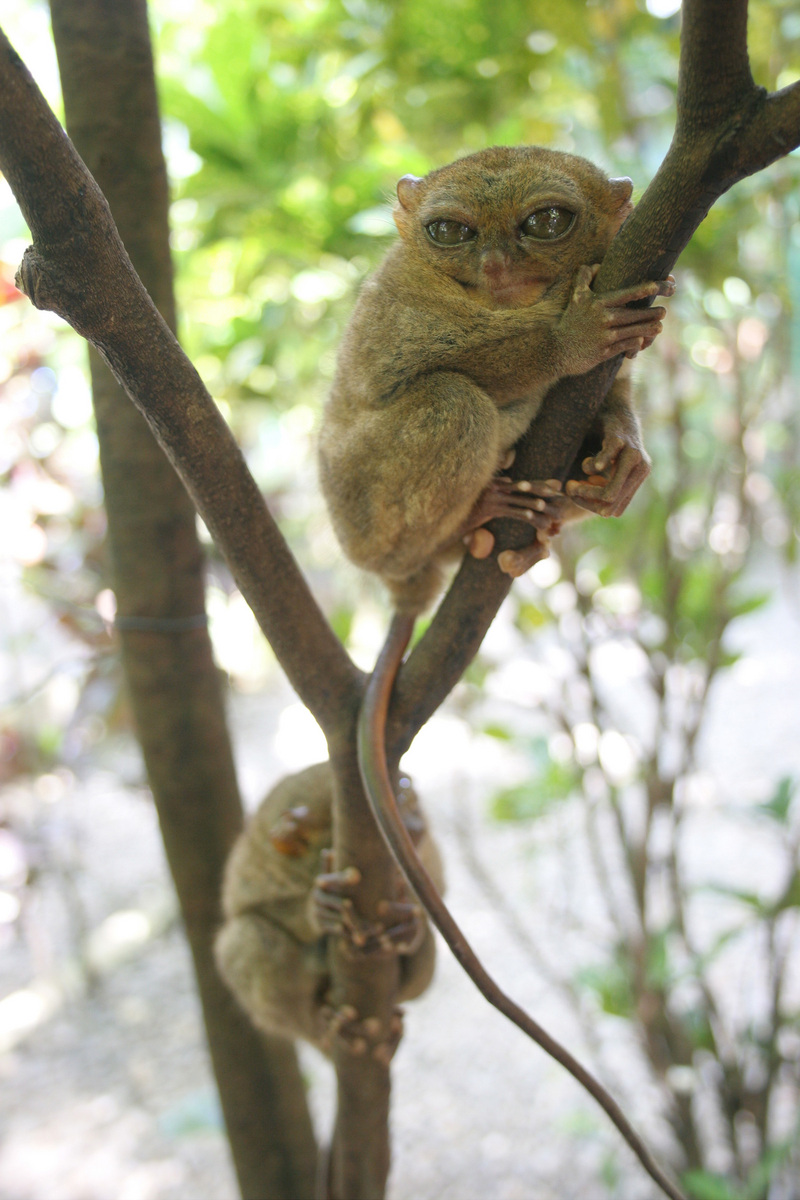 Philippine Tarsier (Tarsius syrichta) tree climbing; DISPLAY FULL IMAGE.