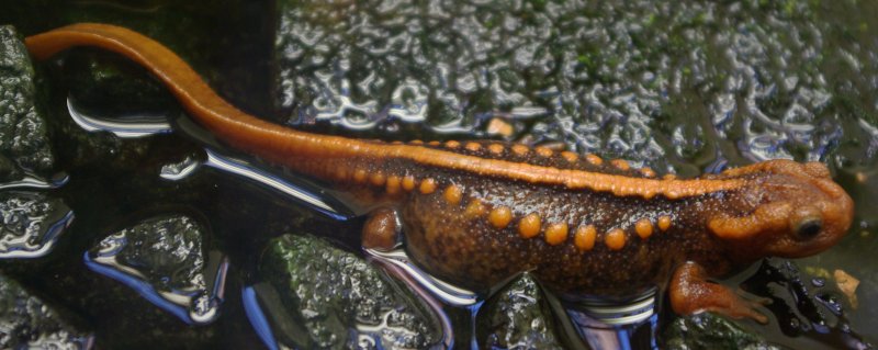 Emperor Newt (Tylototriton shanjing) - Wiki; DISPLAY FULL IMAGE.