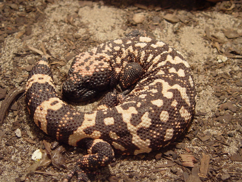 Gila Monster (Heloderma suspectum) - Wiki; DISPLAY FULL IMAGE.