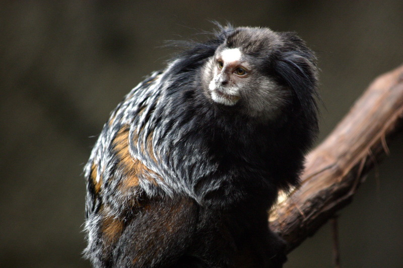 Wied's Marmoset (Callithrix kuhlii) - Wiki; DISPLAY FULL IMAGE.